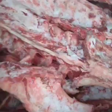 多肉羊蝎子屠宰场现货每天鲜货
