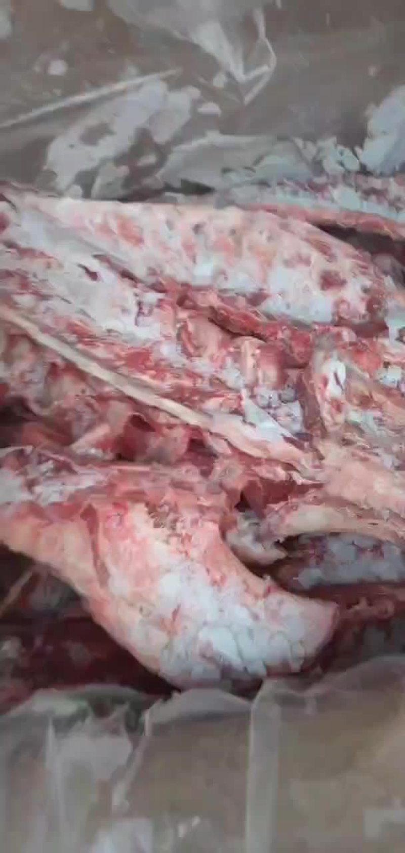 多肉羊蝎子屠宰场现货每天鲜货