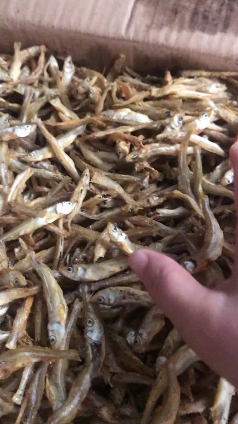 公鱼