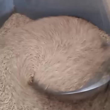 稻花香稻谷
