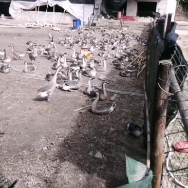 鹅