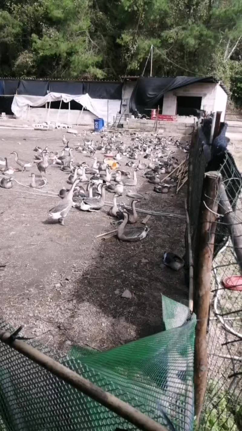 鹅