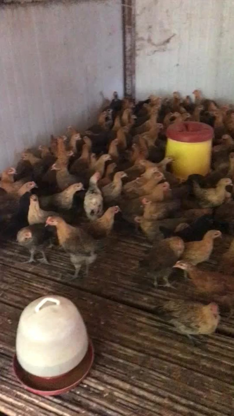 广西瑶鸡