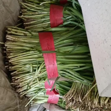 精品大叶韭菜