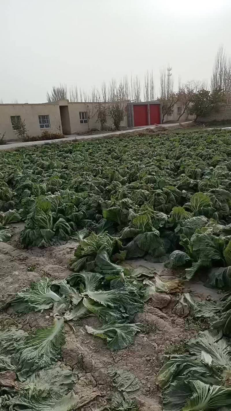 白菜
