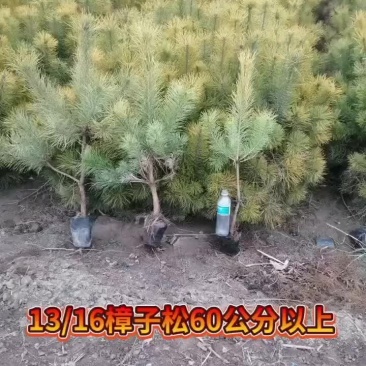 绿化苗木