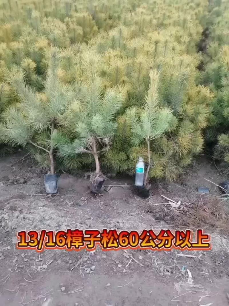 绿化苗木