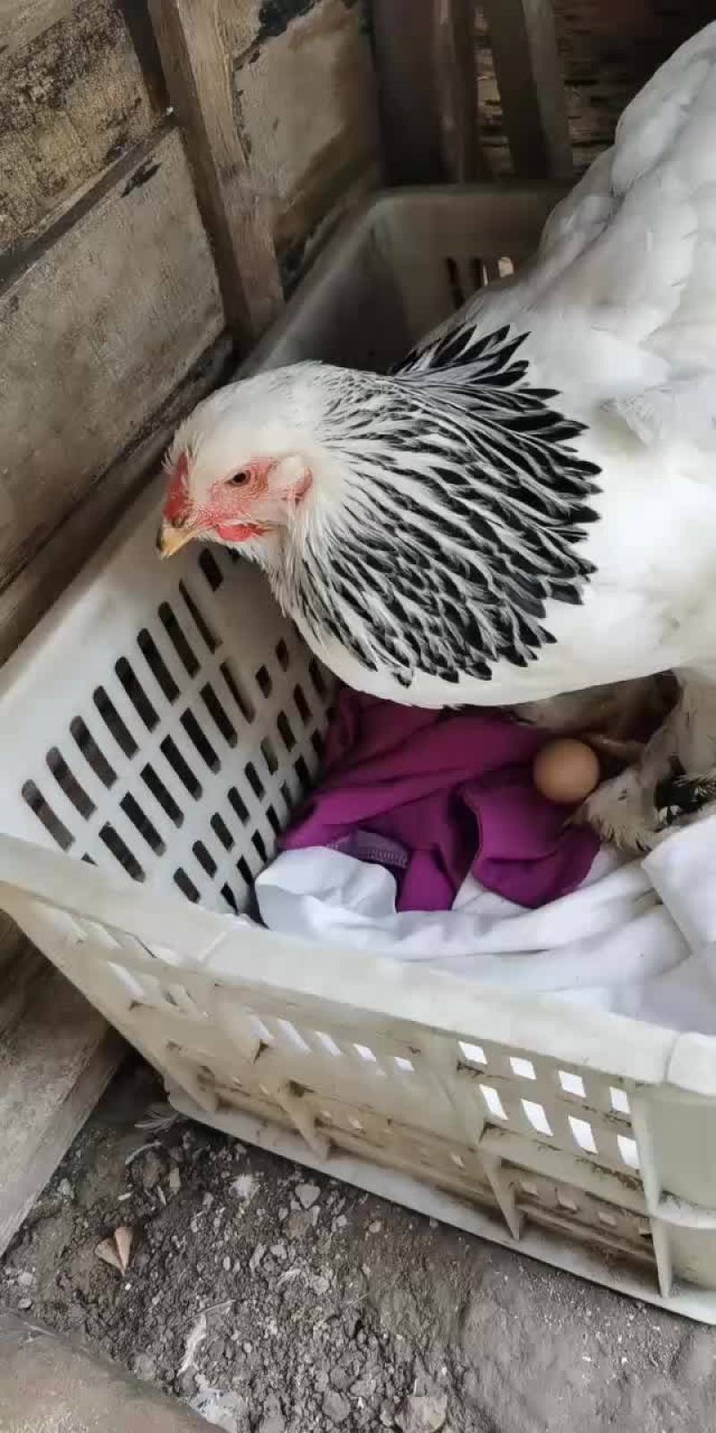婆罗门种蛋