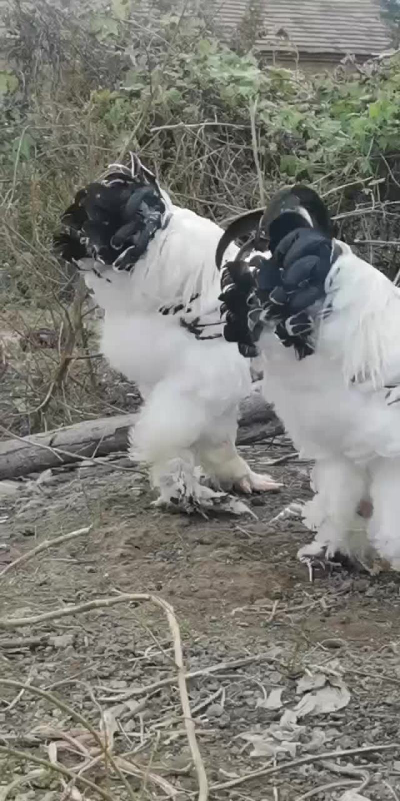 婆罗门种蛋