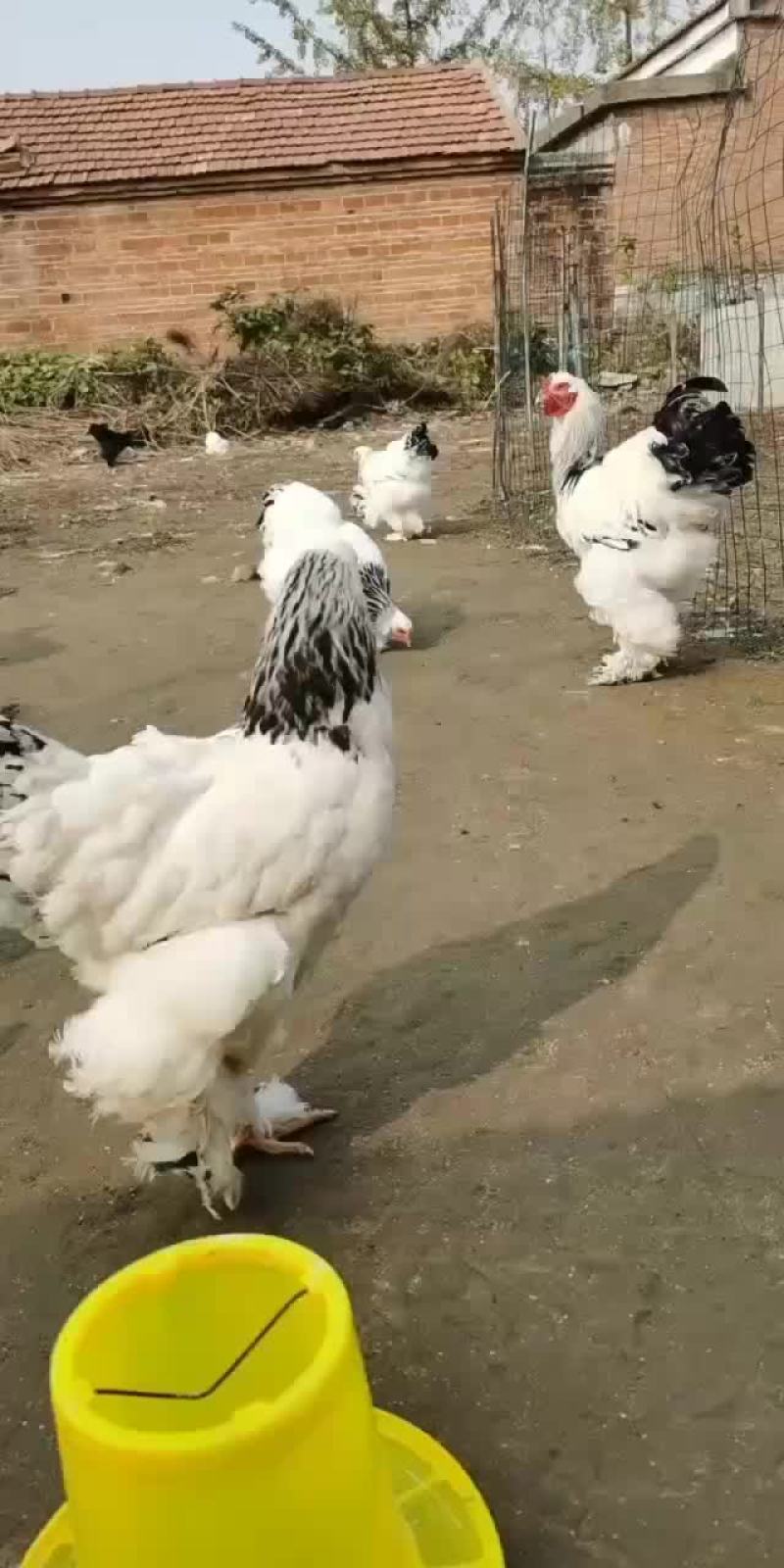 婆罗门种蛋