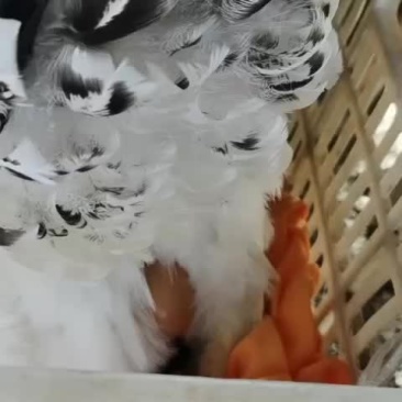婆罗门种蛋