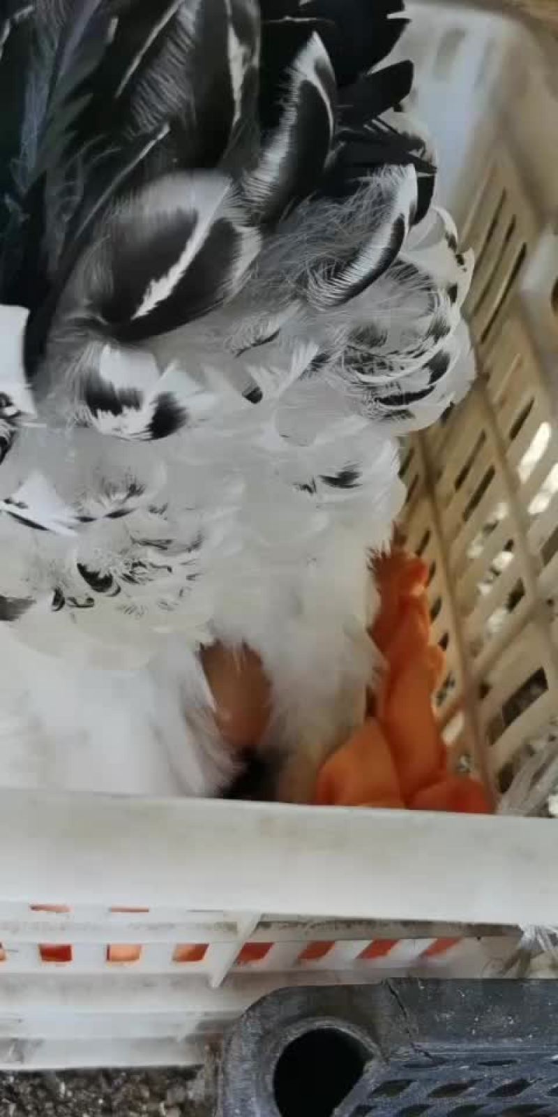 婆罗门种蛋