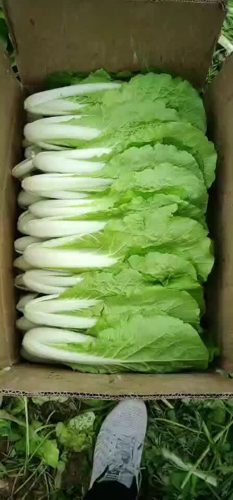 小白菜