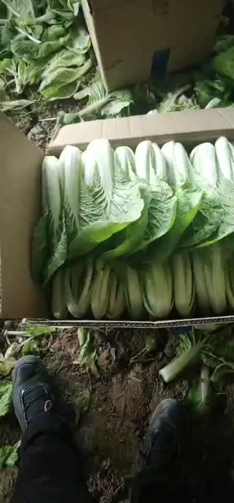 小白菜
