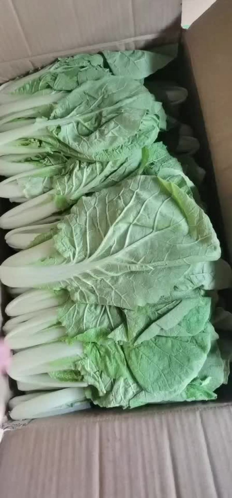 小白菜
