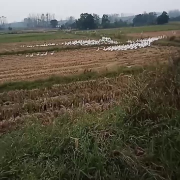 稻田放养的大白我鹅