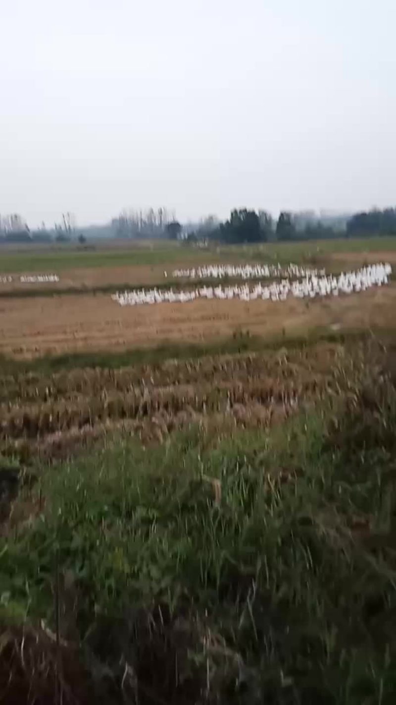 稻田放养的大白我鹅