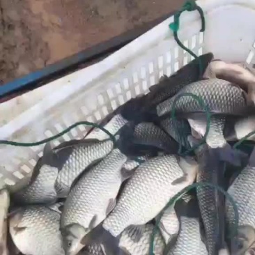 虾塘银鲫丶