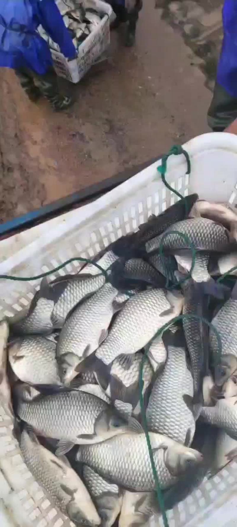 虾塘银鲫丶