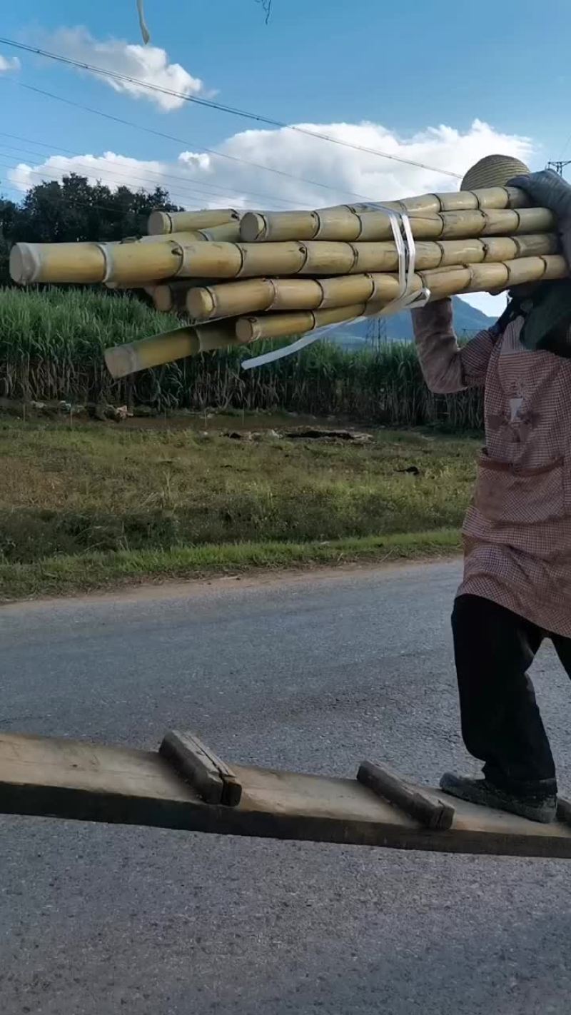 云南黄金甘蔗