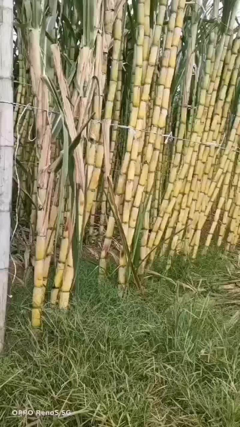 云南黄金甘蔗