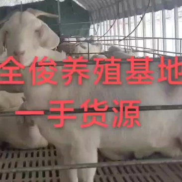 美国白山羊黑山羊波尔山羊种公羊杜波杂交杜寒绵羊