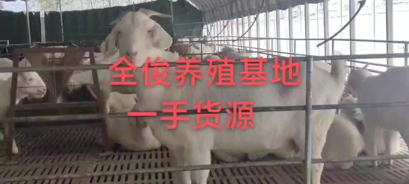 美国白山羊黑山羊波尔山羊种公羊杜波杂交杜寒绵羊