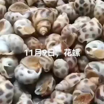 花螺