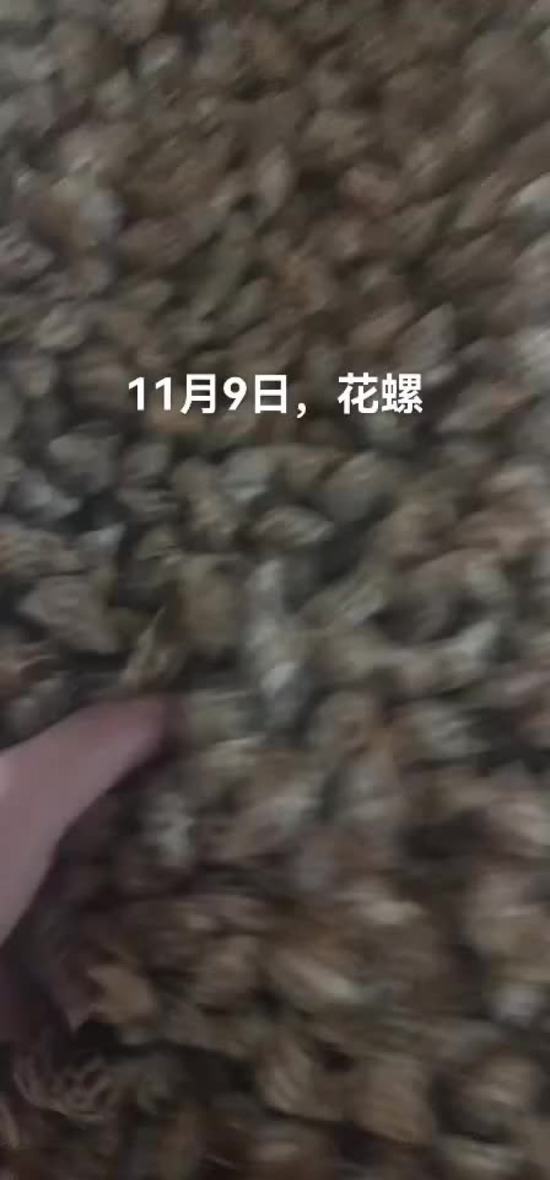 花螺