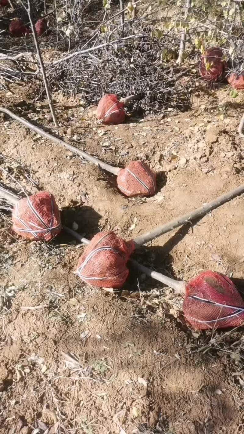 红叶李树，