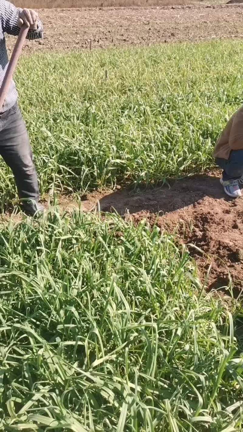 红头蒜苗