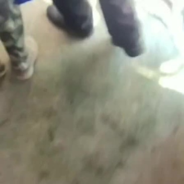 生猪