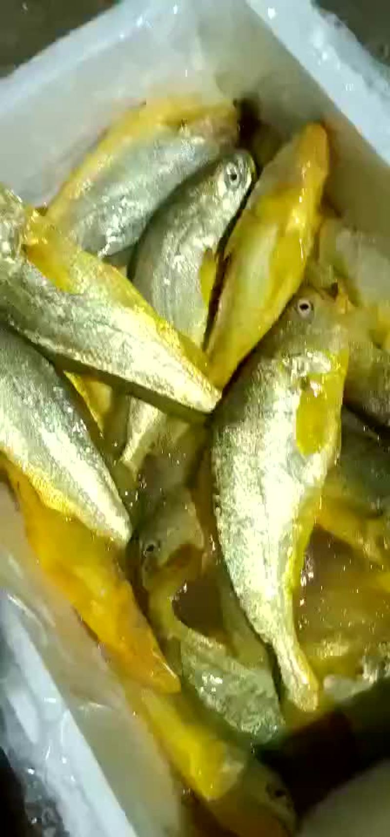 每天海里捕捞大黄花鱼