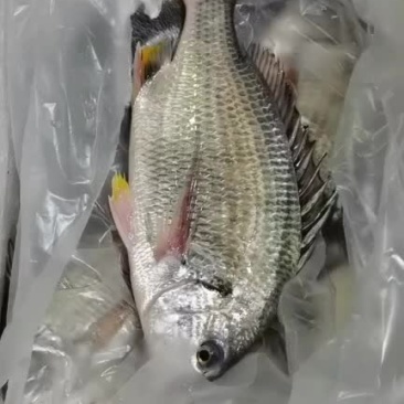 黄翅鱼