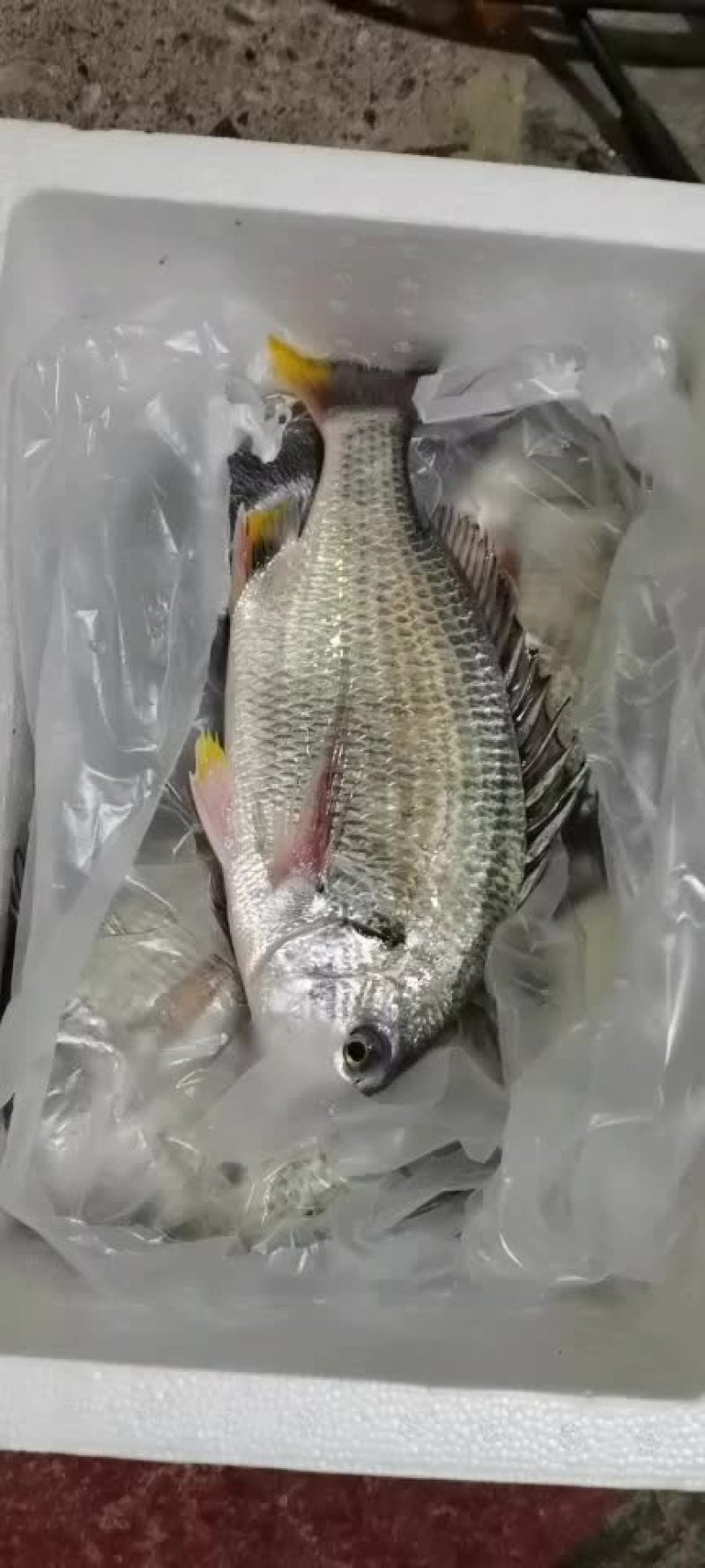 黄翅鱼