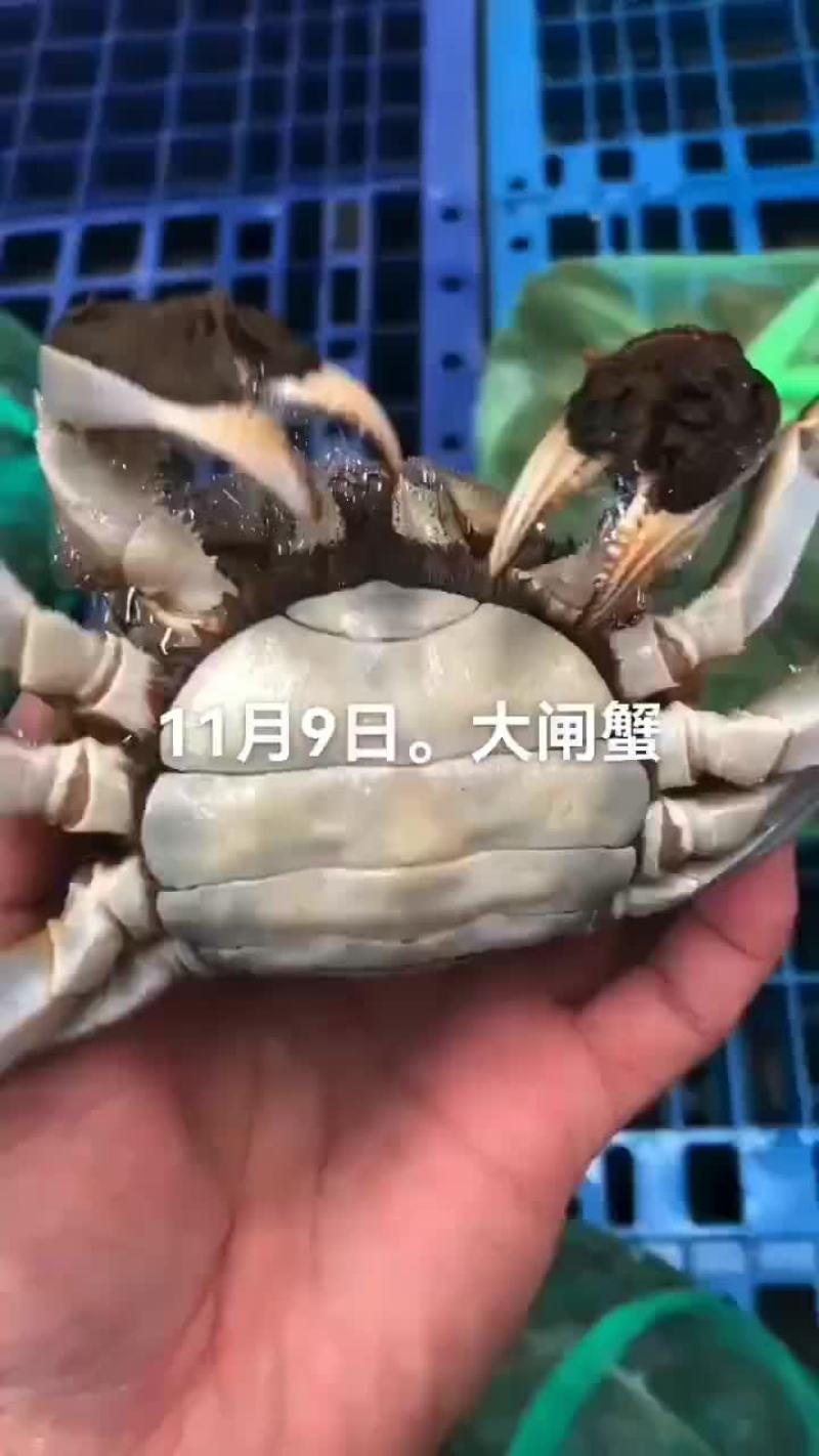 大闸蟹