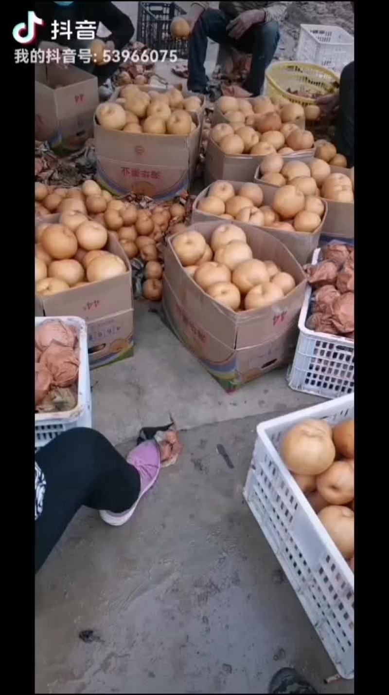晚秋黄梨汁多核小贼甜