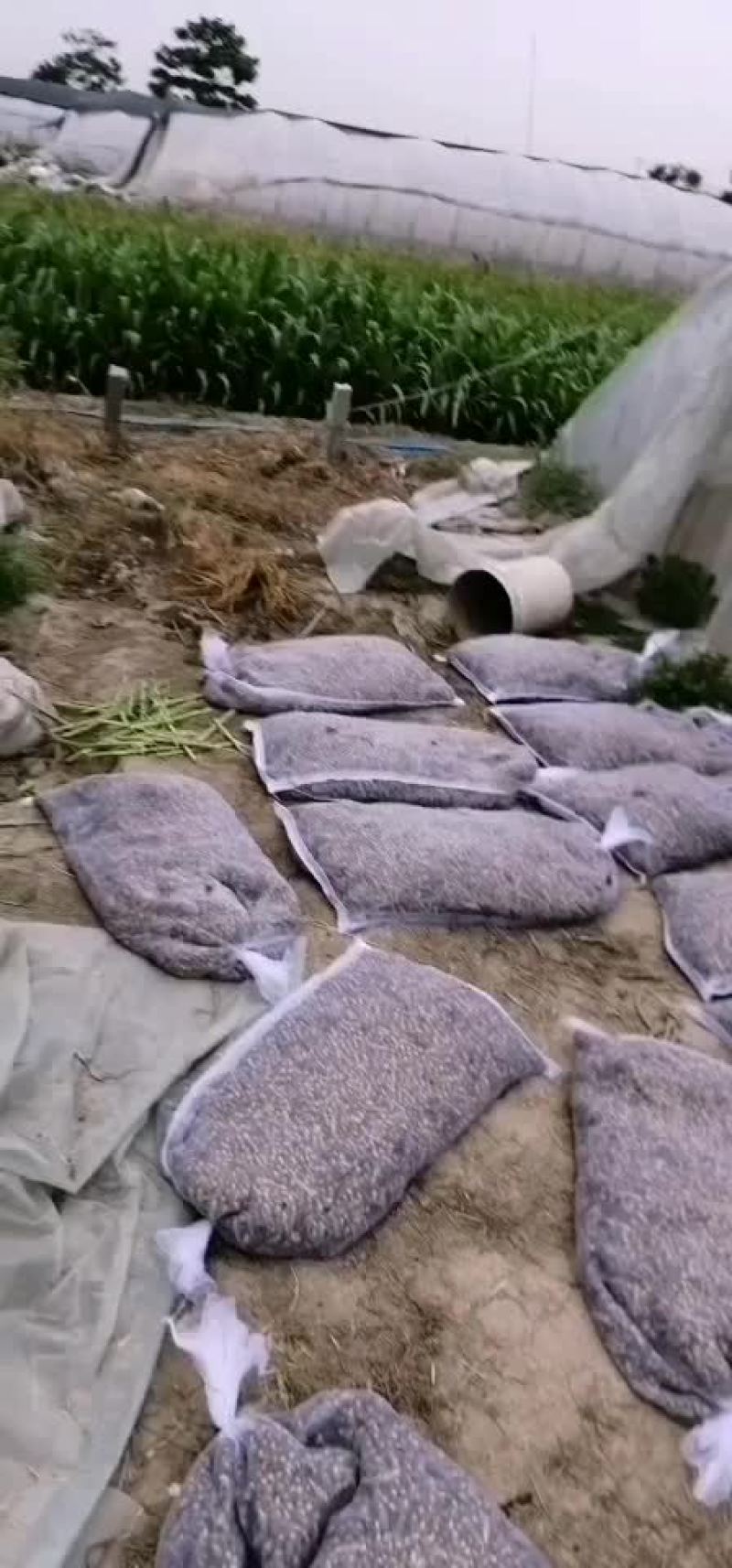 活蚂蚱，
