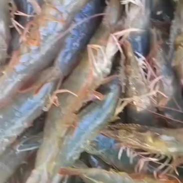南美白对虾