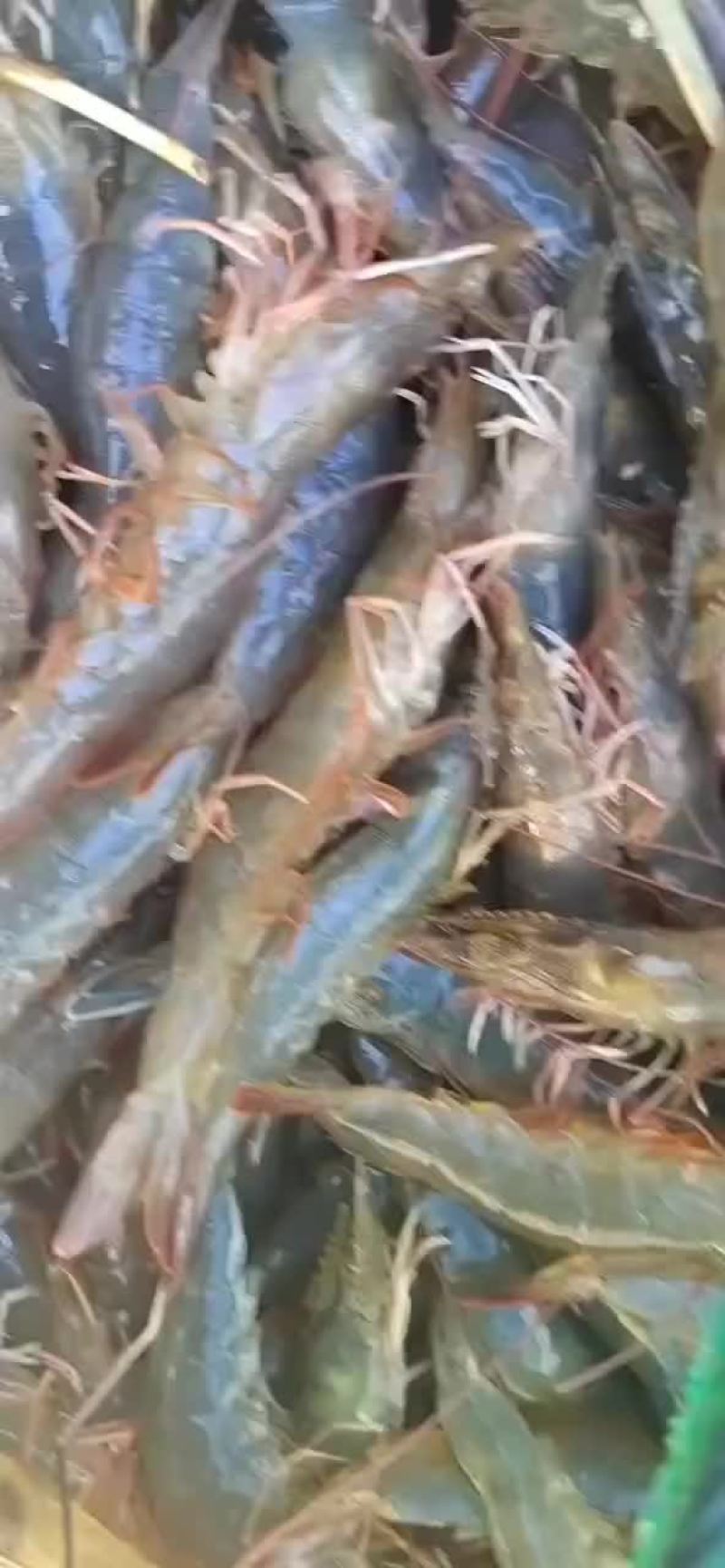 南美白对虾