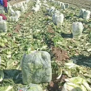 白菜