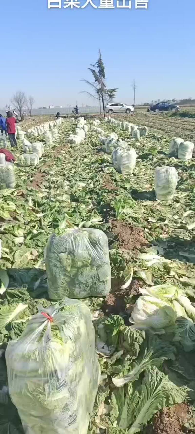白菜