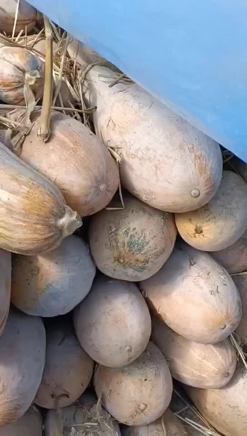 密本南瓜