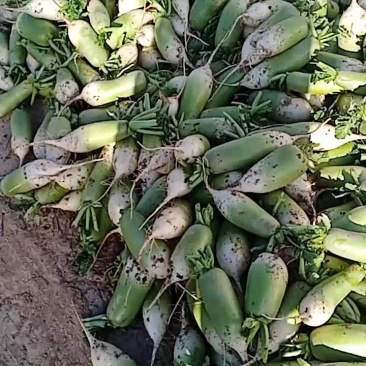 泾川县罗汉洞蔬菜园区，青罗卜。货量充足。客户备货中
