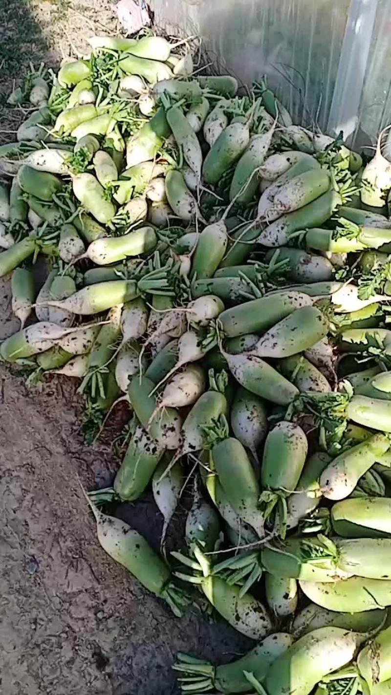 泾川县罗汉洞蔬菜园区，青罗卜。货量充足。客户备货中