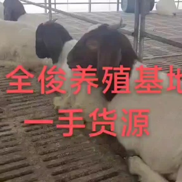 波尔山羊白山羊波尔山羊小尾寒羊黑山羊羊苗