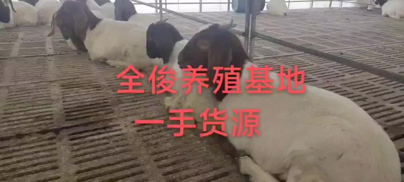 波尔山羊白山羊波尔山羊小尾寒羊黑山羊羊苗