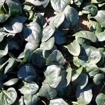 菠菜