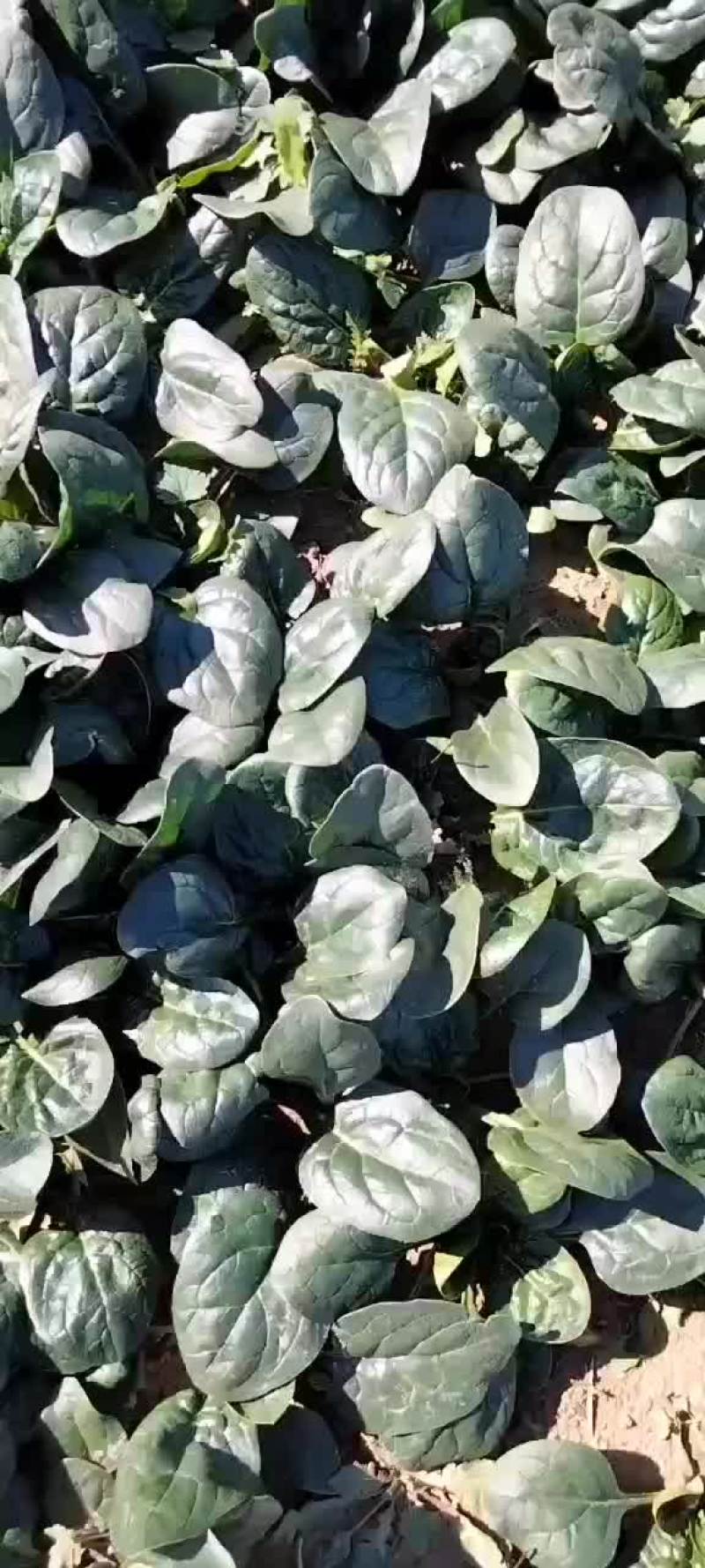 菠菜