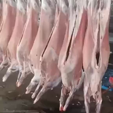 带皮羊酮体，量大从优，价格美丽，欢迎合作